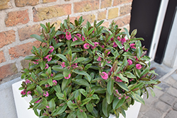 Wiri Desire Hebe (Hebe 'Wiri Desire') at Lakeshore Garden Centres