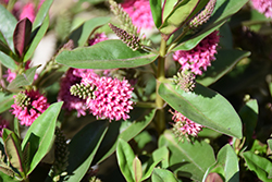 Wiri Desire Hebe (Hebe 'Wiri Desire') at Lakeshore Garden Centres