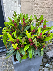 Pink Dwarf Japanese Skimmia (Skimmia japonica 'Pink Dwarf') at Lakeshore Garden Centres