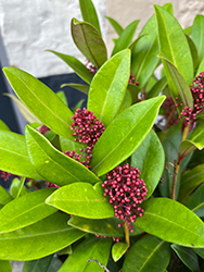Pink Dwarf Japanese Skimmia (Skimmia japonica 'Pink Dwarf') at Lakeshore Garden Centres