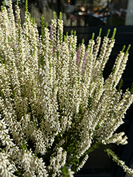 Valentina Heather (Calluna vulgaris 'Valentina') at Lakeshore Garden Centres
