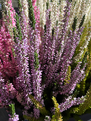 Wynanda Heather (Calluna vulgaris 'Wynanda') at Lakeshore Garden Centres