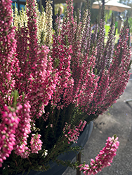Merlyn Heather (Calluna vulgaris 'Merlyn') at Lakeshore Garden Centres