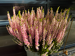 Marlies Heather (Calluna vulgaris 'Marlies') at Lakeshore Garden Centres