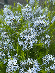 String Theory Blue Star (Amsonia 'String Theory') at Stonegate Gardens