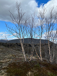 Downy Birch (Betula pubescens) at Lakeshore Garden Centres
