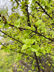 Downy Birch (Betula pubescens) at Lakeshore Garden Centres
