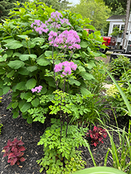 Nimbus Pink Meadow Rue (Thalictrum aquilegiifolium 'Nimbus Pink') at Lakeshore Garden Centres