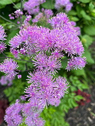 Nimbus Pink Meadow Rue (Thalictrum aquilegiifolium 'Nimbus Pink') at Lakeshore Garden Centres