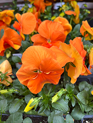Spring Matrix Deep Orange Pansy (Viola 'PAS912388') at Stonegate Gardens