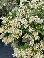 Cavatine Dwarf Japanese Pieris (Pieris japonica 'Cavatine') at Lakeshore Garden Centres