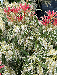 Flaming Silver Japanese Pieris (Pieris japonica 'Flaming Silver') at Lakeshore Garden Centres