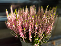 Garden Girls Rosita Heather (Calluna vulgaris 'Rosita') at Lakeshore Garden Centres