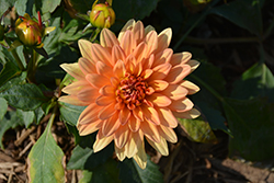 XXL Hidalgo Dahlia (Dahlia 'XXL Hidalgo') at Lakeshore Garden Centres