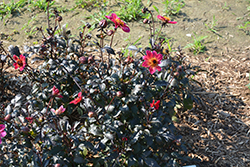 Mystic Sparkler Dahlia (Dahlia 'Mystic Sparkler') at Lakeshore Garden Centres