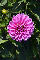 Dahlinova Hypnotica Lavender Dahlia (Dahlia 'Hypnotica Lavender') at Lakeshore Garden Centres