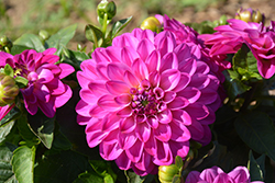 Lubega Power Violet Bicolor Dahlia (Dahlia 'Lubega Power Violet Bicolor') at Lakeshore Garden Centres
