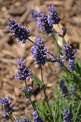 Layla Presto Blue Lavender (Lavandula angustifolia 'Layla Presto Blue') at Stonegate Gardens