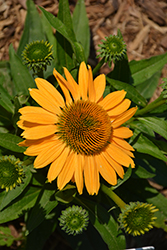 SunMagic Vintage Mango Coneflower (Echinacea 'SunMagic Vintage Mango') at Lakeshore Garden Centres