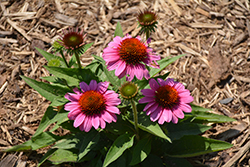 SunMagic Vintage Pink Coneflower (Echinacea 'SunMagic Vintage Pink') at Lakeshore Garden Centres