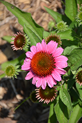 SunMagic Vintage Pink Coneflower (Echinacea 'SunMagic Vintage Pink') at Lakeshore Garden Centres
