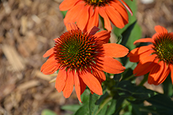 Artisan Soft Orange Coneflower (Echinacea 'PA1308374') at Lakeshore Garden Centres