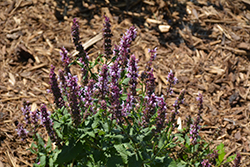 Salute Light Pink Meadow Sage (Salvia nemorosa 'Salute Light Pink') at Lakeshore Garden Centres