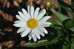 Sweet Daisy Birdy Shasta Daisy (Leucanthemum x superbum 'Birdy') at A Very Successful Garden Center