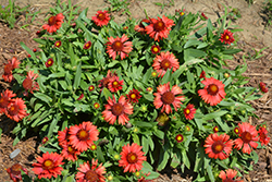 SpinTop Red Blanket Flower (Gaillardia aristata 'SpinTop Red') at Lakeshore Garden Centres
