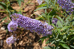 Summer Bird Sky Blue Butterfly Bush (Buddleia davidii 'Summer Bird Sky Blue') at Lakeshore Garden Centres