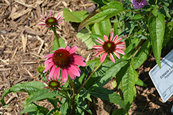 PollyNation Pink Shades Coneflower (Echinacea purpurea 'PollyNation Pink Shades') at Lakeshore Garden Centres