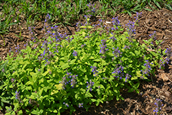 Chartreuse On The Loose Catmint (Nepeta 'Chartreuse On The Loose') at Stonegate Gardens