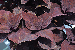 Talavera Chocolate Velveteen Coleus (Solenostemon scutellarioides 'Talavera Chocolate Velveteen') at Lakeshore Garden Centres