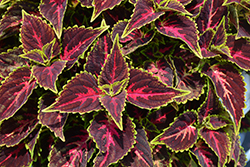 Talavera Pink Tricolor Coleus (Solenostemon scutellarioides 'Talavera Pink Tricolor') at Lakeshore Garden Centres
