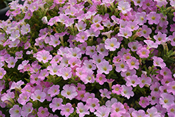Itsy Pink Petunia (Petunia 'Itsy Pink') at Lakeshore Garden Centres