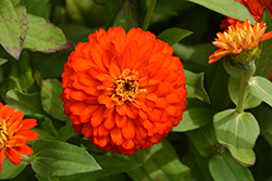 Zydeco Fire Zinnia (Zinnia 'Zydeco Fire') at Lakeshore Garden Centres