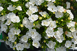 Superbells Double White Calibrachoa (Calibrachoa 'WNCALSBDBLWH24') at Lakeshore Garden Centres