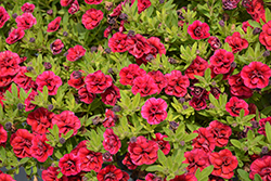 Superbells Double Redstone Calibrachoa (Calibrachoa 'WNCALSBDBLRS24') at Lakeshore Garden Centres