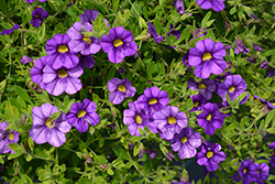 Superbells Blue Calibrachoa (Calibrachoa 'USCALI51') at Lakeshore Garden Centres
