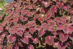 ColorBlaze Cherry Drop Coleus (Solenostemon scutellarioides 'Cherry Drop') at Lakeshore Garden Centres