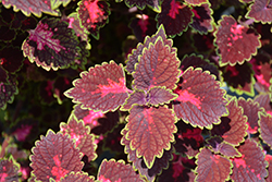 ColorBlaze Cherry Drop Coleus (Solenostemon scutellarioides 'Cherry Drop') at Lakeshore Garden Centres