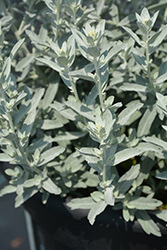 GardenGhost Artemisia (Artemisia 'GardenGhost') at Lakeshore Garden Centres