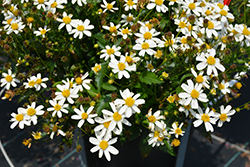 Bee White Bidens (Bidens ferulifolia 'Bee White') at Lakeshore Garden Centres