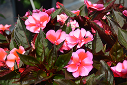 SunPatiens Compact Red Candy Impatiens (Impatiens 'SAKIMP070') at Lakeshore Garden Centres
