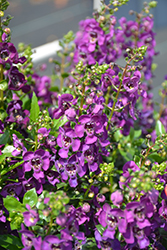 Alonia Purple Angelonia (Angelonia angustifolia 'Alonia Purple') at Lakeshore Garden Centres