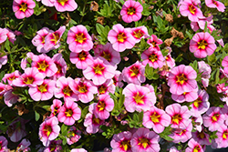 Lia Spark Pink Calibrachoa (Calibrachoa 'Lia Spark Pink') at Lakeshore Garden Centres
