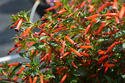 Cubano Fuente False Heather (Cuphea hyssopifolia 'Fuente') at Lakeshore Garden Centres