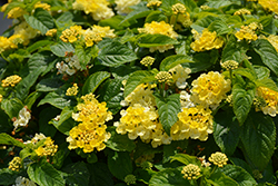 Gem Lemon Quartz Lantana (Lantana camara 'Gem Lemon Quartz') at Lakeshore Garden Centres