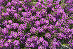 Stream Compact Purple Sweet Alyssum (Lobularia 'Stream Compact Purple') at Lakeshore Garden Centres