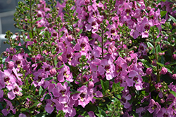 Serafina Pink Angelonia (Angelonia 'Serafina Pink') at Stonegate Gardens